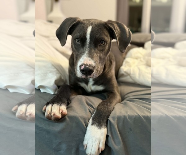 Medium Photo #7 Labrador Retriever-Unknown Mix Puppy For Sale in Alexander, AR, USA