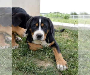 Greater Swiss Mountain Dog Puppy for sale in BELLEFONTE, PA, USA