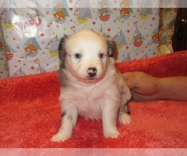 Medium Photo #4 Australian Shepherd Puppy For Sale in AUBURN, IN, USA