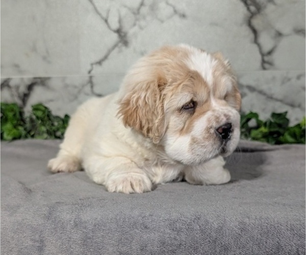 Medium Photo #9 Cocker-Pei Puppy For Sale in GOSHEN, IN, USA