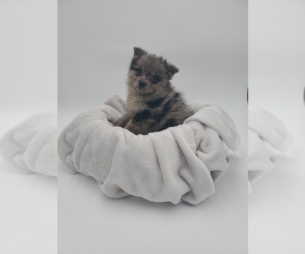 Medium Photo #1 Pomeranian Puppy For Sale in GOSHEN, IN, USA