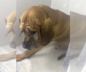 Bloodhound Dogs for adoption in Houston, TX, USA