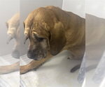 Small Bloodhound