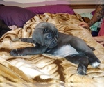 Small Photo #3 Cane Corso Puppy For Sale in OVERLAND, MO, USA