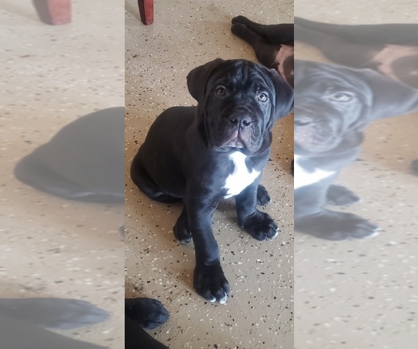 Medium Photo #1 Cane Corso Puppy For Sale in WINCHESTER, VA, USA