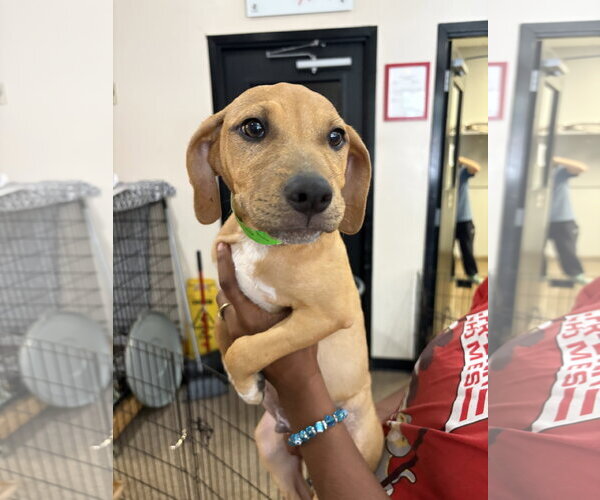 Medium Photo #2 Black Mouth Cur-Unknown Mix Puppy For Sale in Sanford, FL, USA