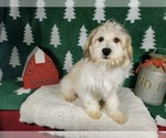 Small #7 Goldendoodle-Poodle (Toy) Mix