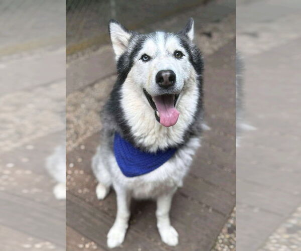 Medium Photo #1 Siberian Husky Puppy For Sale in Matawan, NJ, USA
