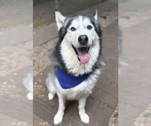 Siberian Husky Dogs for adoption in Matawan, NJ, USA