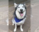Small Siberian Husky