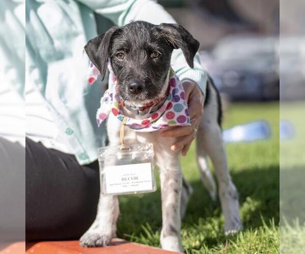 Medium Photo #4 Jack Russell Terrier-Unknown Mix Puppy For Sale in San Diego, CA, USA