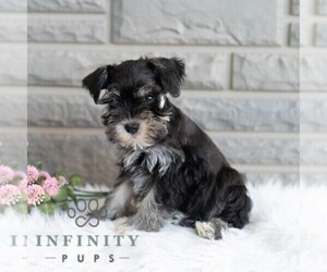 Schnauzer (Miniature) Puppy for sale in MIFFLINBURG, PA, USA