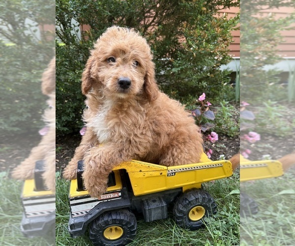 Medium Photo #2 Goldendoodle (Miniature) Puppy For Sale in MIDDLEBURY, IN, USA