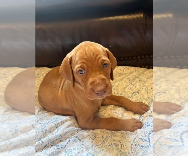 Medium Photo #4 Vizsla Puppy For Sale in BOISE, ID, USA