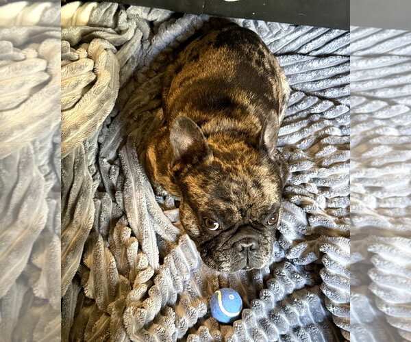 Medium Photo #10 French Bulldog Puppy For Sale in Buffalo, MN, USA