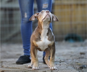 American Bully Puppy for sale in HARRISBURG, PA, USA