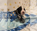 Small Photo #13 Boston Terrier Puppy For Sale in MONTVILLE, OH, USA