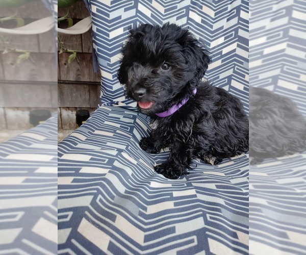 Medium Photo #1 Doxiepoo (Miniature) Puppy For Sale in WOBURN, MA, USA