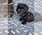 Gorilla - Male Doxiepoo (Miniature) Puppy for Sale - Small photo