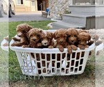 Small #2 Poodle (Toy)