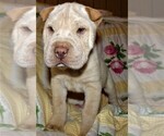 Small Photo #2 Chinese Shar-Pei Puppy For Sale in DUNNELLON, FL, USA