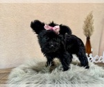Small #6 YorkiePoo