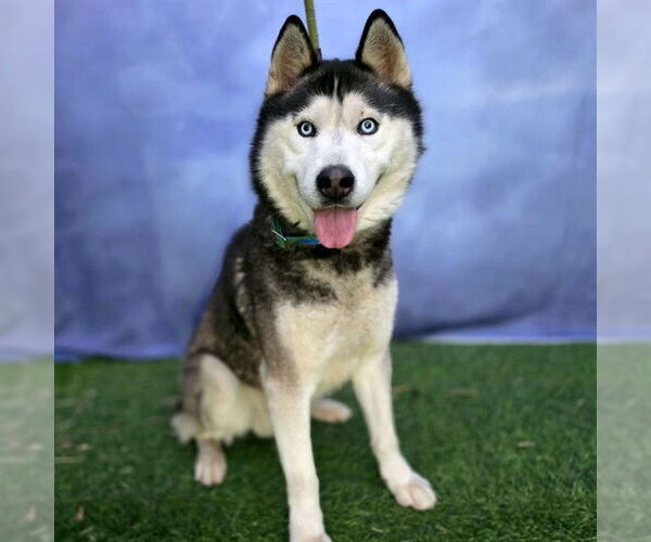 Medium Photo #2 Siberian Husky Puppy For Sale in Long Beach, CA, USA