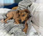 Small #9 Labrador Retriever Mix