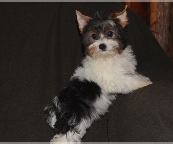 Medium Photo #2 Yorkshire Terrier Puppy For Sale in CASSVILLE, MO, USA