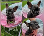 Small French Bulldog