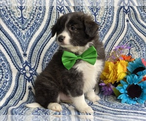 Border Collie-Golden Retriever Mix Puppy for sale in LANCASTER, PA, USA