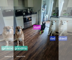 Father of the German Shepherd Dog puppies born on 04/01/2026