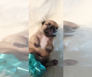 French Bulldog Puppy for sale in DENVER, CO, USA