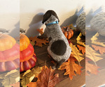 Small #3 German Shorthaired Pointer