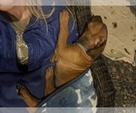 Small #4 Rhodesian Ridgeback