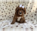 Small #1 Cavapoo (Miniature)