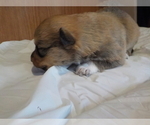 Small Photo #8 Australian Shepherd-Pembroke Welsh Corgi Mix Puppy For Sale in GALLEGOS, NM, USA
