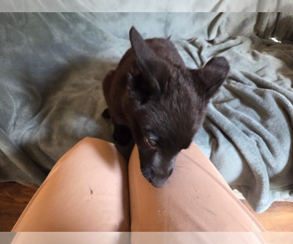 Medium Photo #6 Australian Shepherd-German Shepherd Dog Mix Puppy For Sale in HILLSDALE, MI, USA