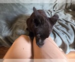 Small #5 Australian Shepherd-German Shepherd Dog Mix