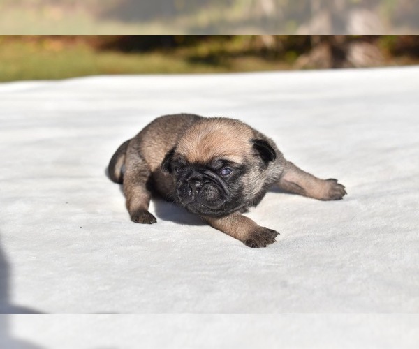 Medium Photo #4 Pug Puppy For Sale in PALM COAST, FL, USA