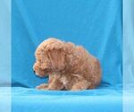 Baxter - Male Goldendoodle (Miniature) Puppy for Sale - Photo #2