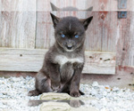 Small #2 Pomsky