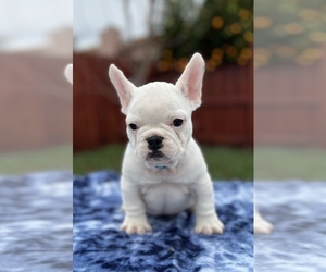 French Bulldog Puppy for sale in SACRAMENTO, CA, USA