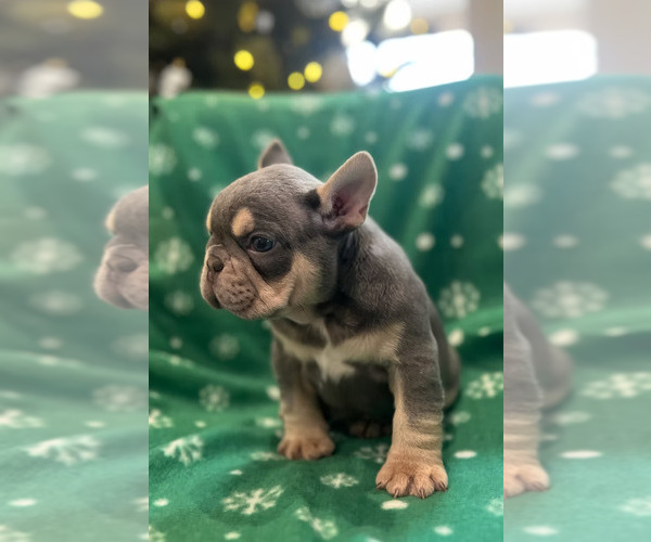Medium Photo #3 French Bulldog Puppy For Sale in SACRAMENTO, CA, USA