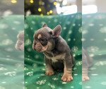 Small #2 French Bulldog