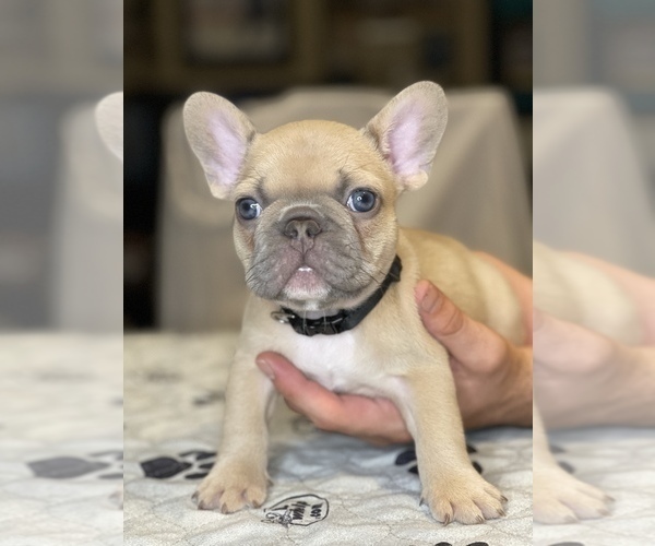 Medium Photo #1 French Bulldog Puppy For Sale in SALINAS, CA, USA