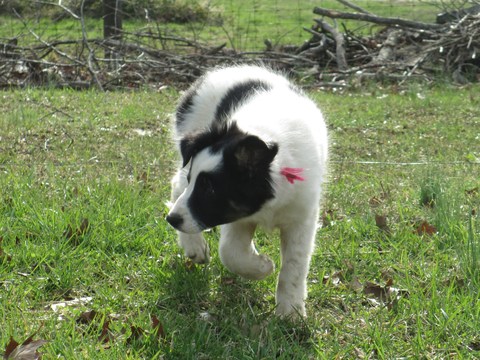 Medium Photo #1 Border Collie Puppy For Sale in CORYDON, IN, USA