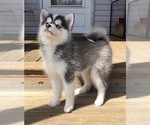 Small Photo #4 Pomsky Puppy For Sale in SAVOY, MA, USA