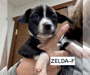 Labrador Retriever-Unknown Mix Dogs for adoption in GILBERTS, IL, USA