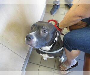 American Pit Bull Terrier-Unknown Mix Dogs for adoption in Ocala, FL, USA